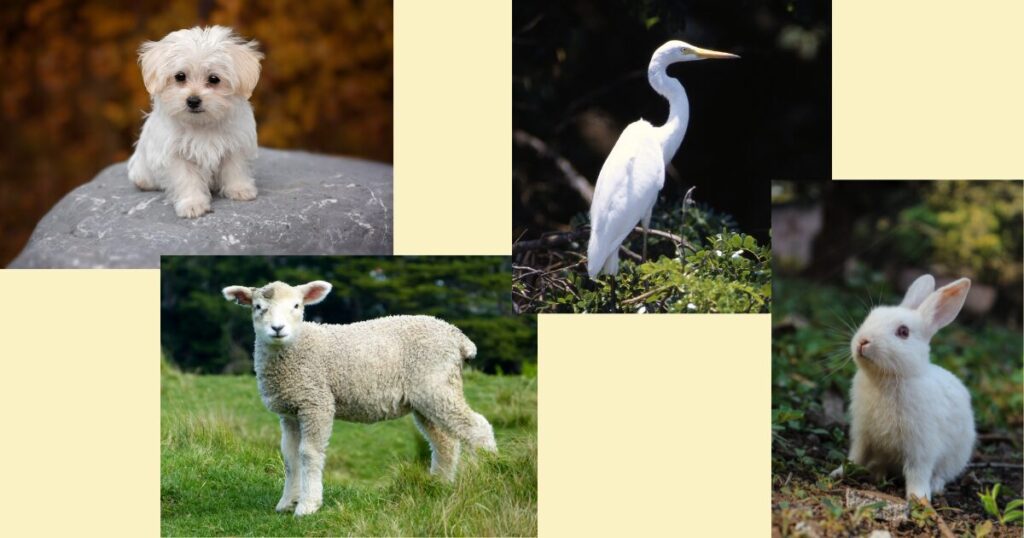 英語で色探し。白い動物の写真：マルチーズ、羊、ウサギ、シラサギ。