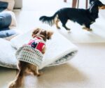 室内で遊ぶ犬2匹の画像