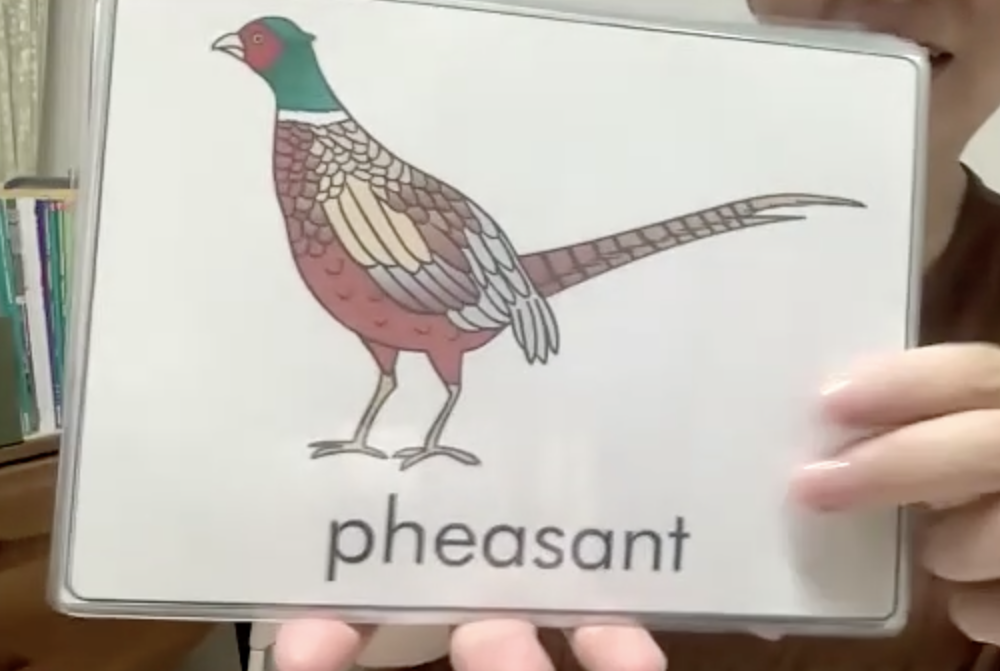 動物のフラッシュカードを見せる英語講師の手元画像
